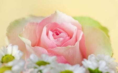 Beautiful rose - flowers, pink, rose, bloom