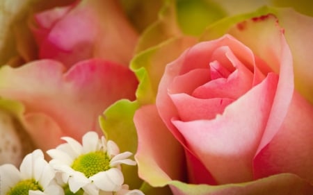 Beautiful rose - flowers, pink, rose, bloom