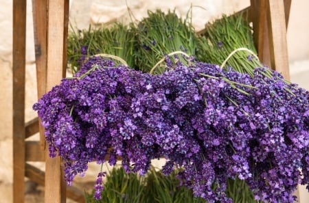 ♥Lavender♥ - flowers, lavender, bouquet, purple