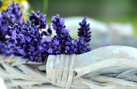 ♥Lavender♥