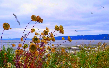 SUMMER - summer, beach, plants, birds