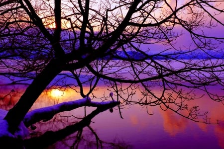 SUMMER SUNSET - nature, sky, lake, branch, tree, sunset