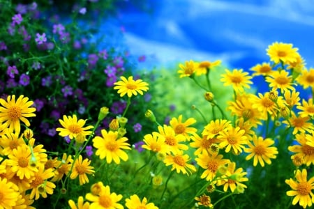 SUMMER BLOSSOMS - flowers, blossoms, nature, smmer, field