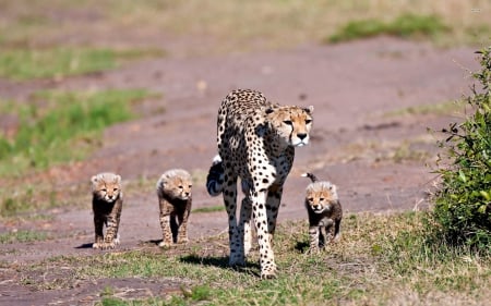 Cheetah - animal, cheetah, cubs, jungle