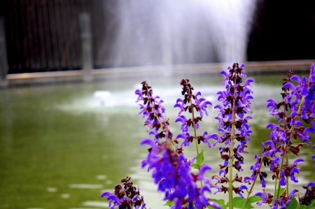 SUMMER - nature, falls, water, flowers, pool