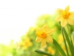 â™¥Spring Daffodilsâ™¥