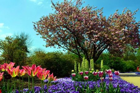 Springtime - tulips, trees, blossoms, colors, flower, blooming