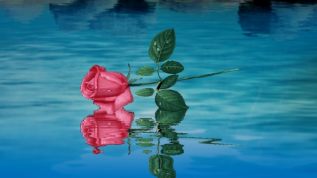 ~*~ Single Rose ~*~ - nature, single rose, lake, single pink rose