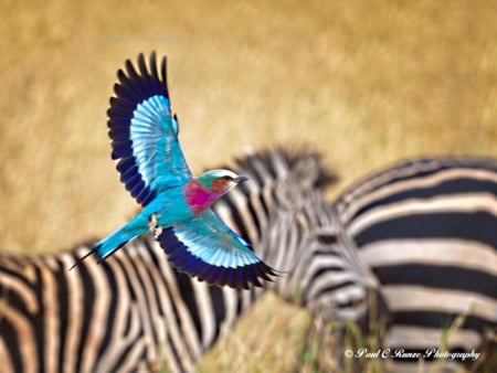 bird before zebras - striped, grass, blue, bright