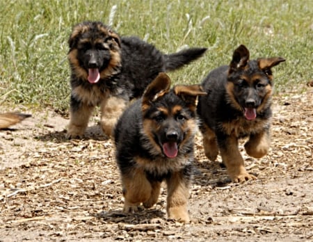 shepherd puppies - ears, walking, german, floppy