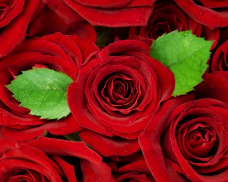 Red roses - flowers, red, roses, petals