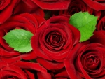 Red roses