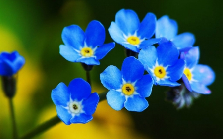 Beautiful flowers - flowers, petals, nature, blue