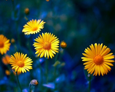 Beautiful flowers - flowers, yellow, petals, nature