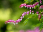 Bleeding Hearts