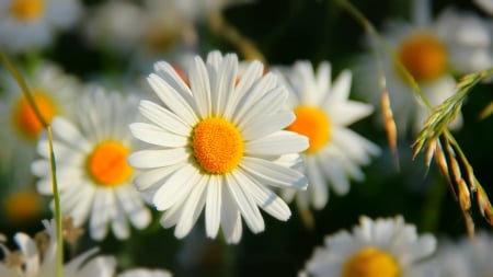 daisies - nature, flowers, daisies, spring