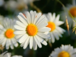 daisies