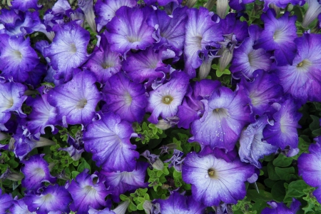 Petunias - nature, petunias, petunia, flowers, flower