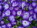 Petunias