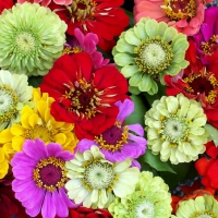 Colourful Flowers