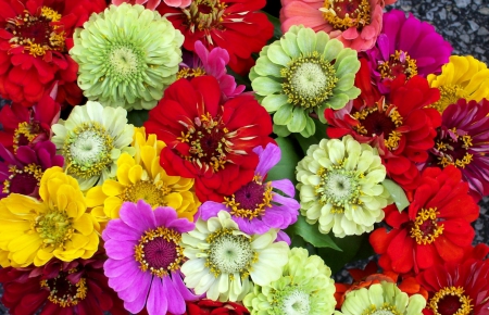 Colourful Flowers - colourful flowers, flowers, colourful flower, flower, colourful