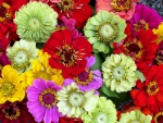 Colourful Flowers