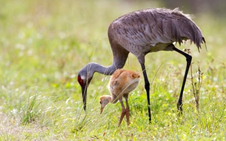 Sandhill Cranes, Mother and her Chick - animals, nature, sandhill crane, birds