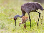 Sandhill Cranes, Mother and her Chick