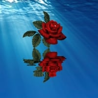 ~*~ Rose Over The Water ~*~