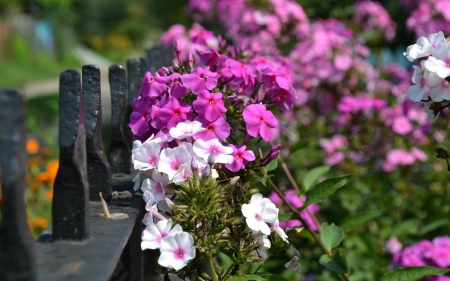 Spring flowers - flowers, spring, petals, nature