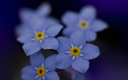 Blue flowers - flowers, petals, nature, blue