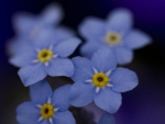 Blue flowers