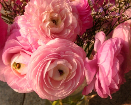 Pink flowers - flowers, petals, pink, bloom