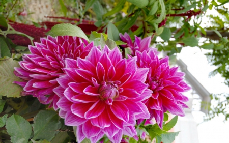 Beautiful dahlia - flowers, petals, pink, dahlia