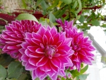 Beautiful dahlia