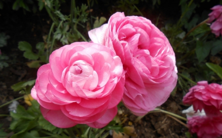 Pink flowers - flowers, petals, pink, nature