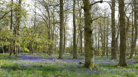 Bluebell Wood - Bluebells, Hertfordshire, Flowers, Spring, Ashridge Estate