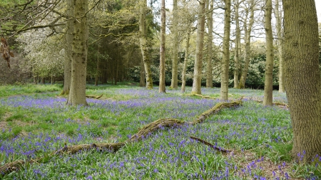 Fallen Tree and Bluebells. - Bluebells, Hertfordshire, Flowers, Spring, Ashridge Estate