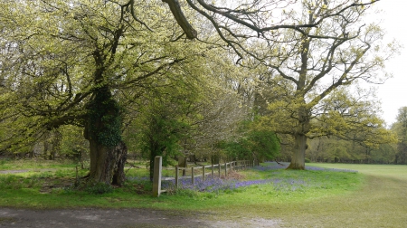 Fence,Old Tree and Bluebells. - Bluebells, Hertfordshire, Flowers, Spring, Ashridge Estate