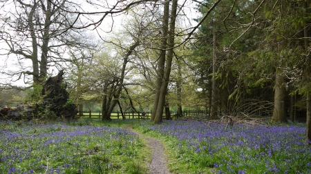 Path thru Bluebells. - Bluebells, Hertfordshire, Flowers, Spring, Ashridge Estate