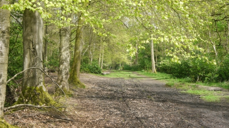 Track in Spring - Ashridge Estate, Hertfordshire, Leaves, Spring