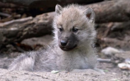 CUTIE - wolf, nature, animals, cute, little