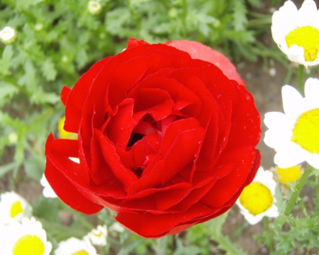 Beautiful flower - flowers, red, petals, nature