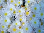 White flowers