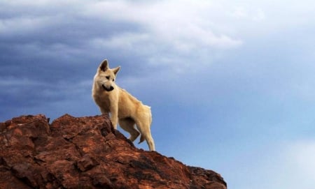 ON TOP - wolf, nature, sky, animals, on top