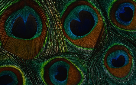 Peacock feathers - peacock, red, blue, green, feather, texture