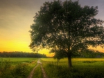 countryside road on a spring morning