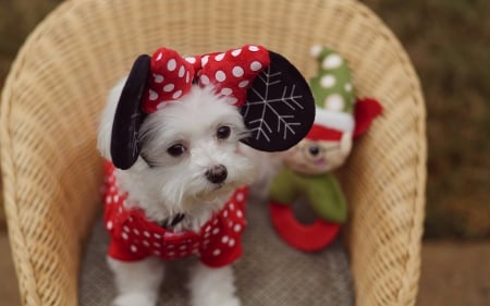 â™¥ - red, cute, black, minnie, puppy, christmas, white, toy, bow, ears, basket, dog