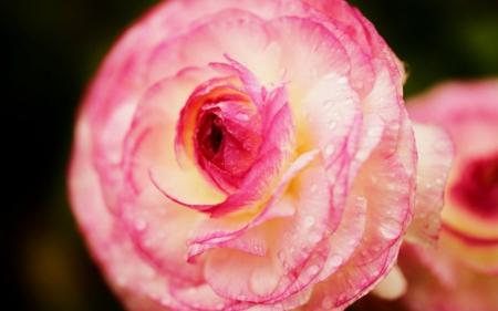 Pink flower - flower, petals, pink, nature