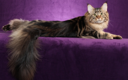 Cat - fluffy, animal, purple, tail, cat